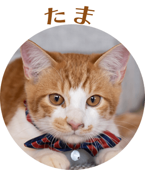 子猫