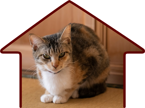 ねこ物件