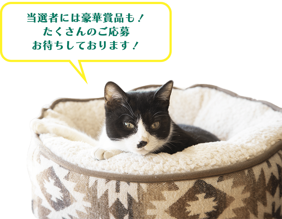 当選者には豪華賞品も！たくさんのご応募お待ちしております！