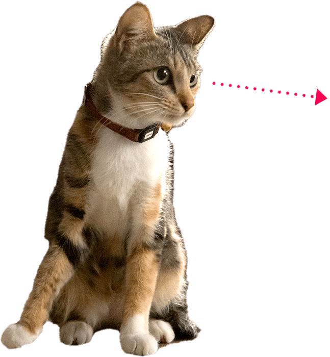 cat1
