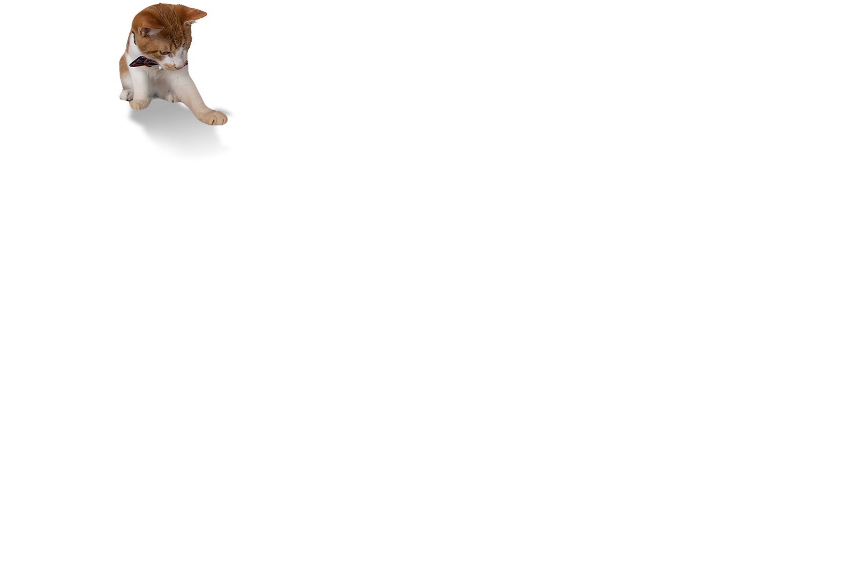 cat