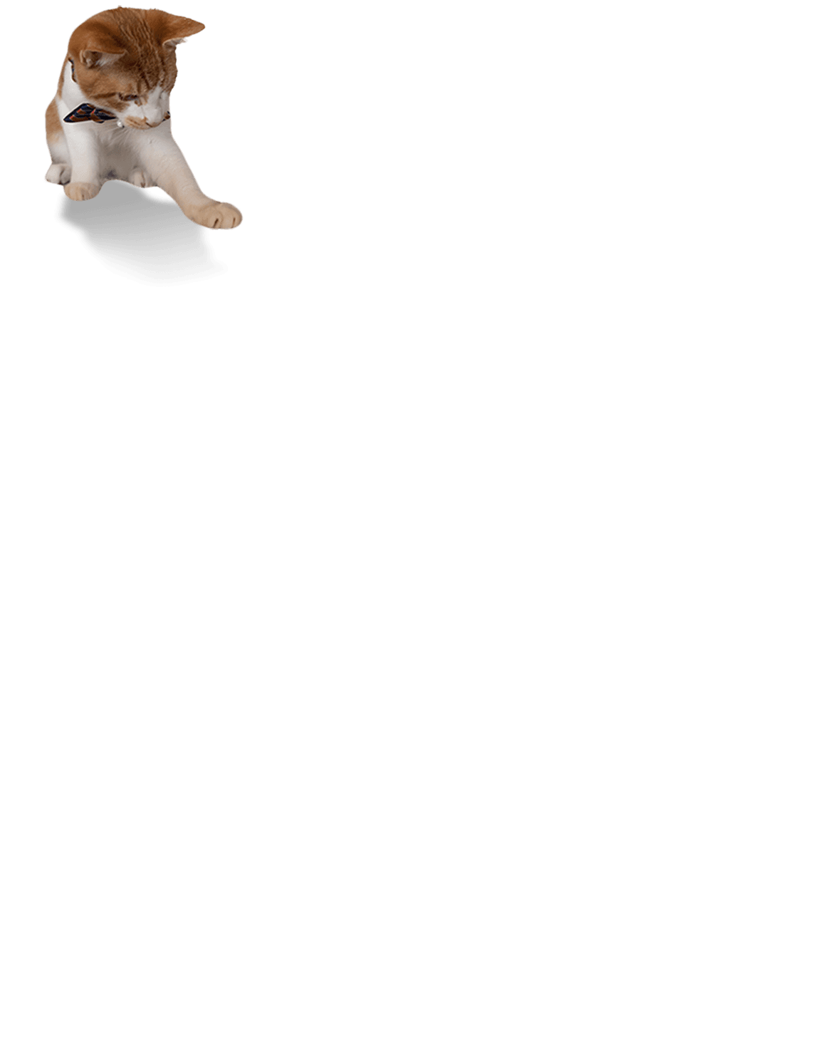 cat